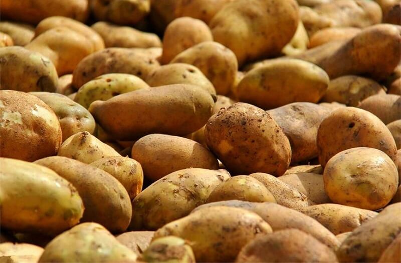 Vegetable peeling machine peeling potato