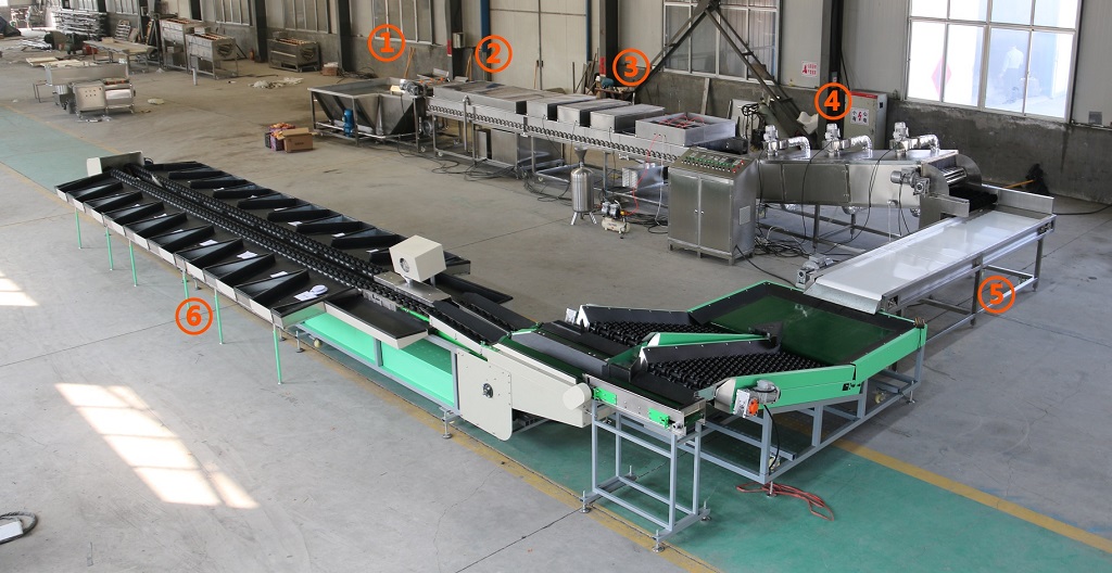 avocado apple lemon washing waxing weight grading line factory