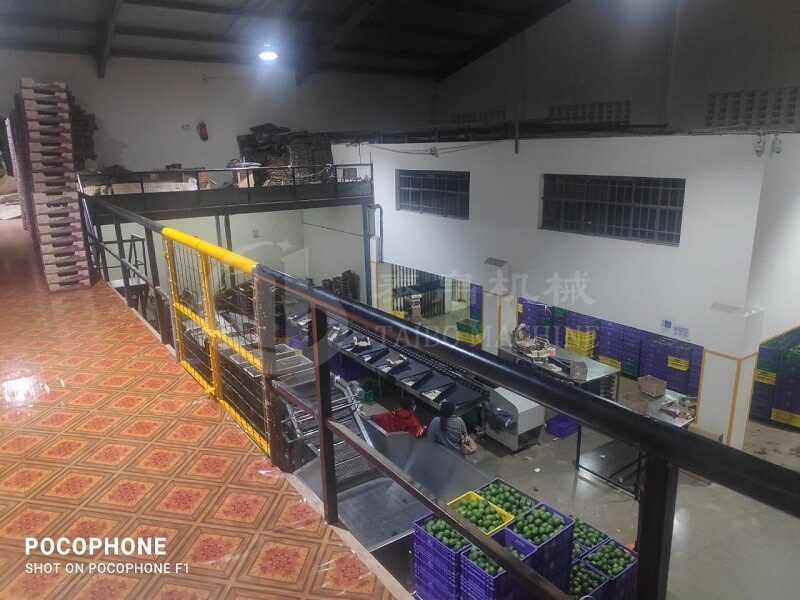 Kenya avocado washing waxing grading line in operation