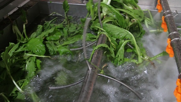 leafy vegetable washing machine